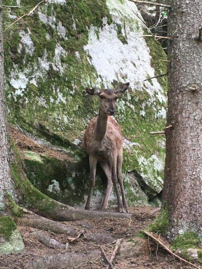 Sul Cucuzzolo Lägenhet Marilleva Exteriör bild